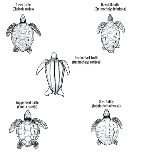 FIG. 3. Venezuelan sea turtles identification guide.